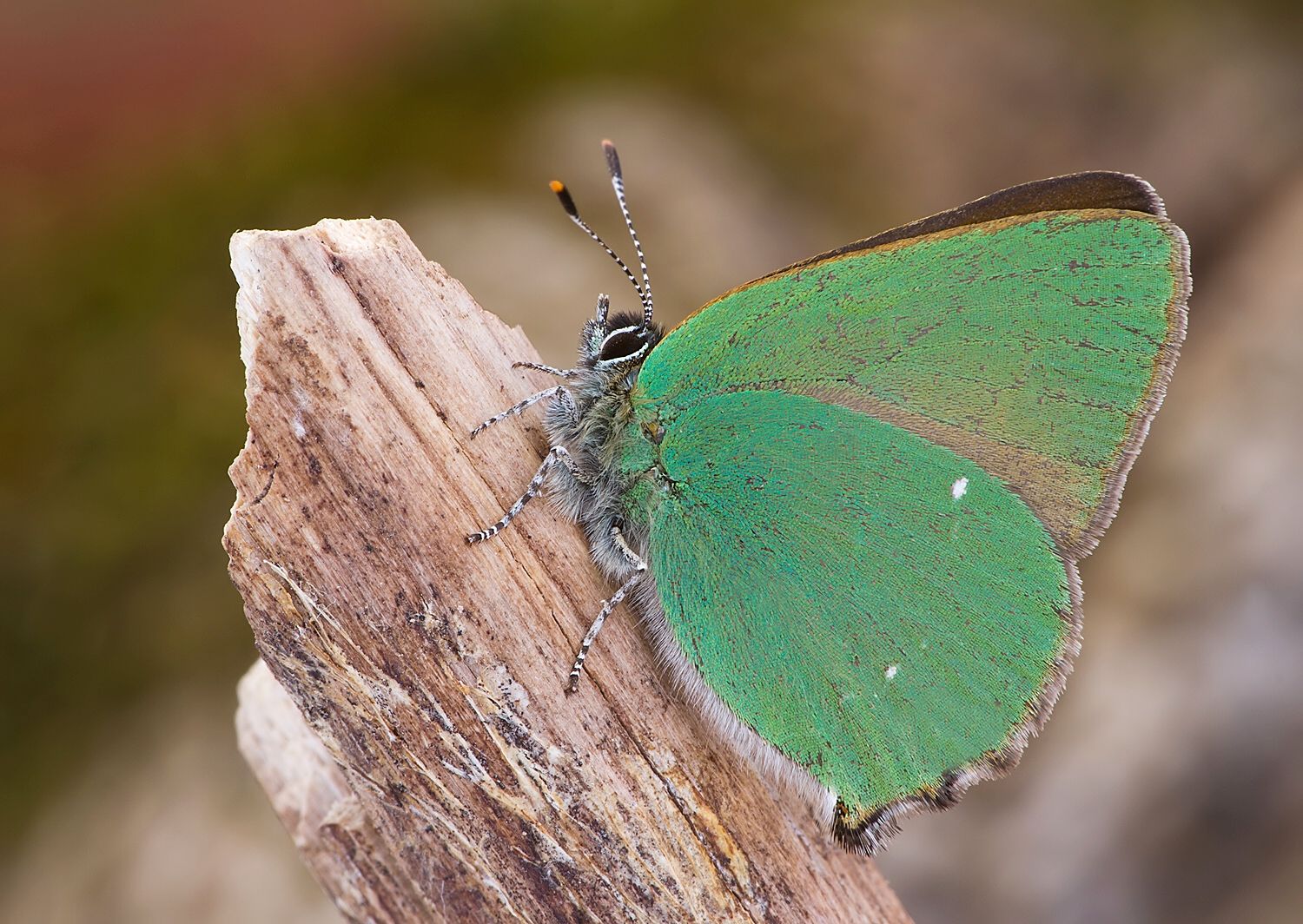 Callophrys rubi