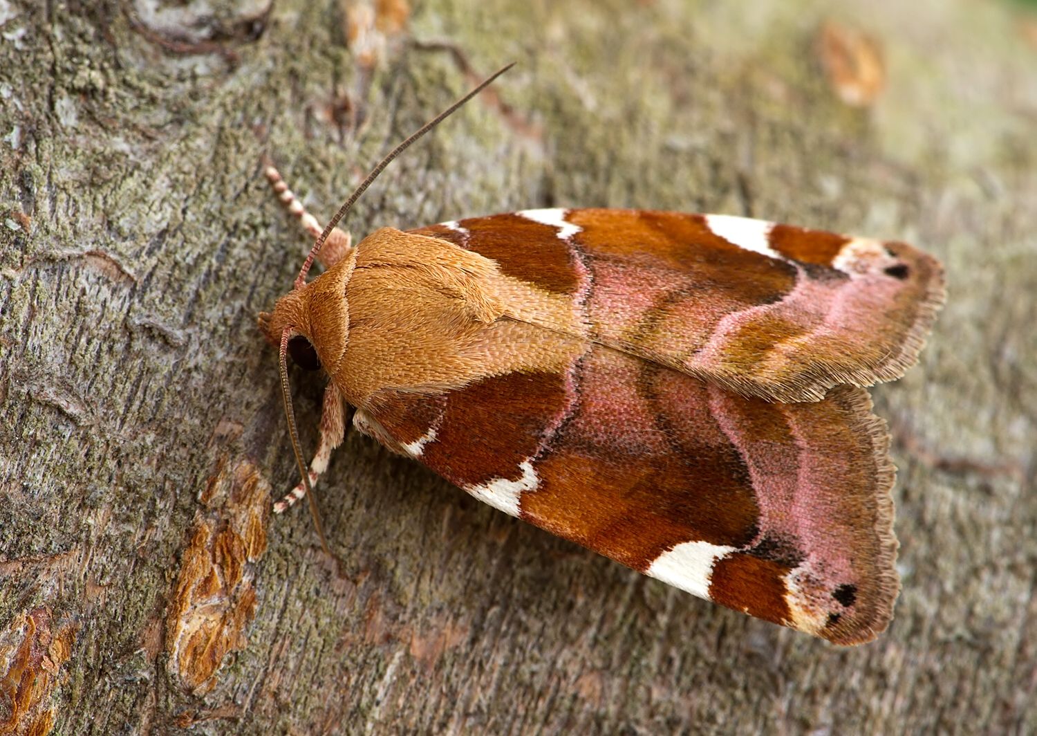 Cosmia diffinis