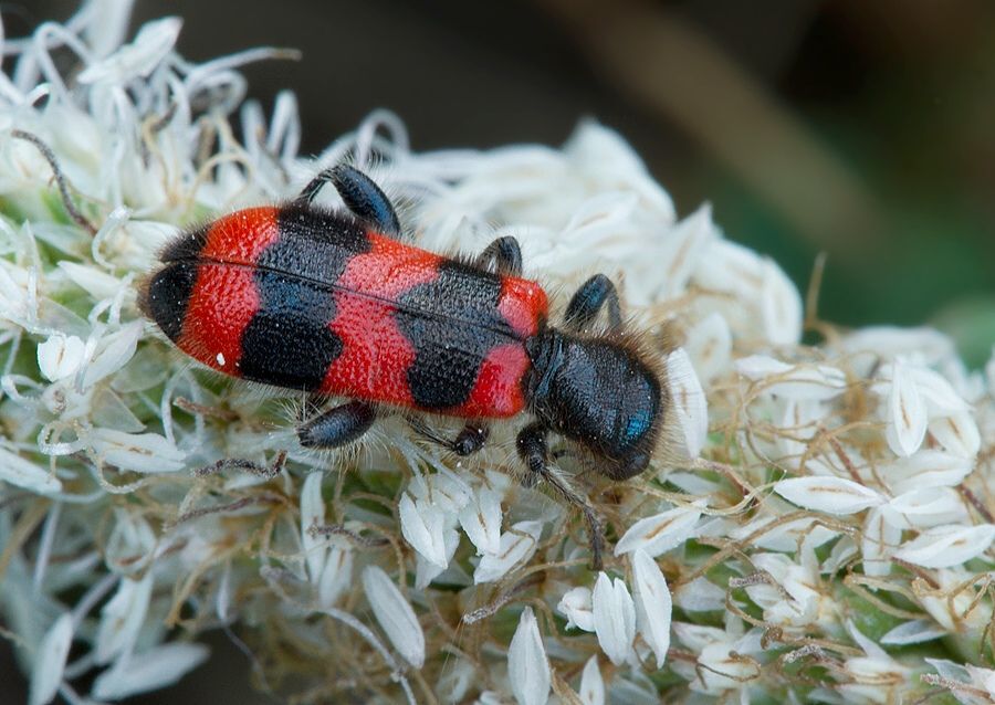 Trichodes apiarius