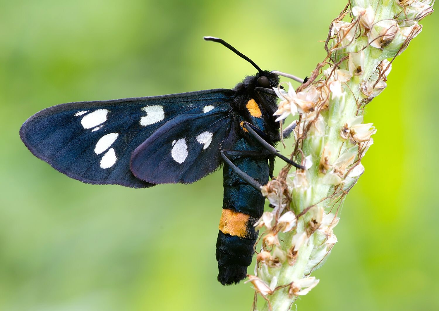 Amata phegea