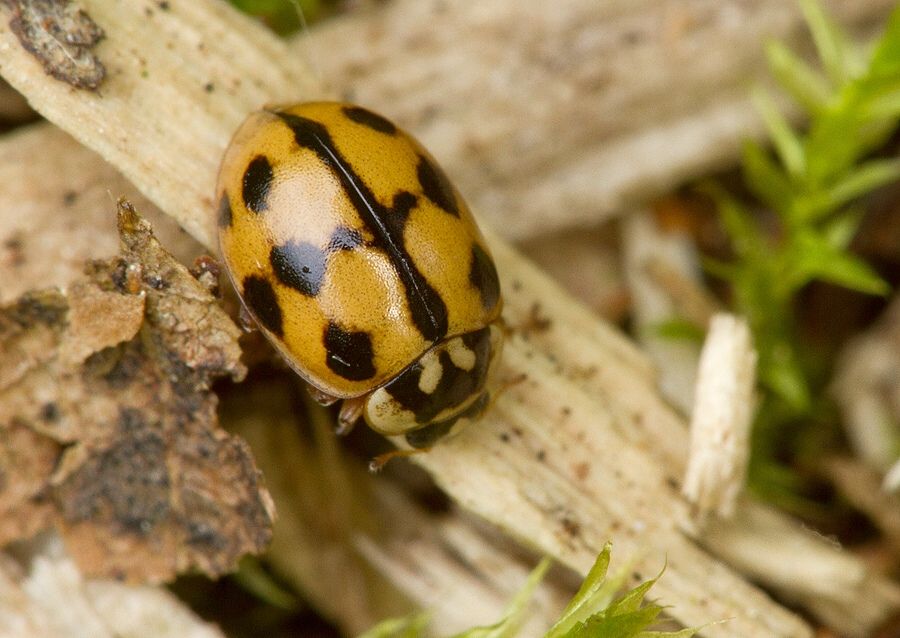 Adalia conglomerata