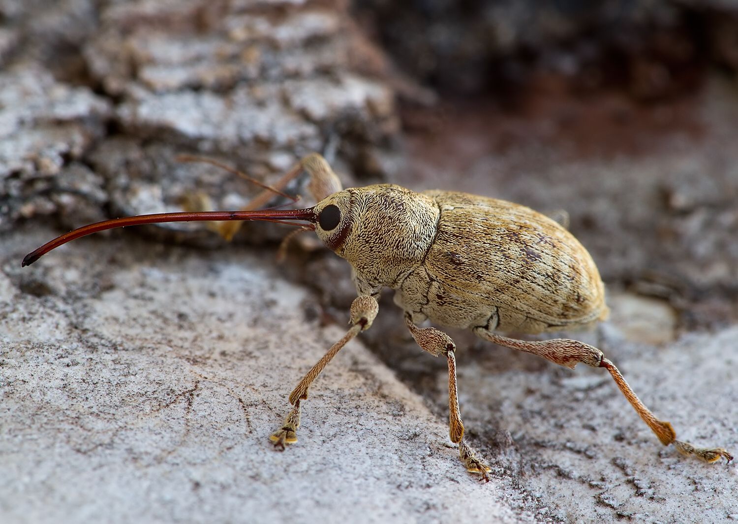 Curculio pellitus