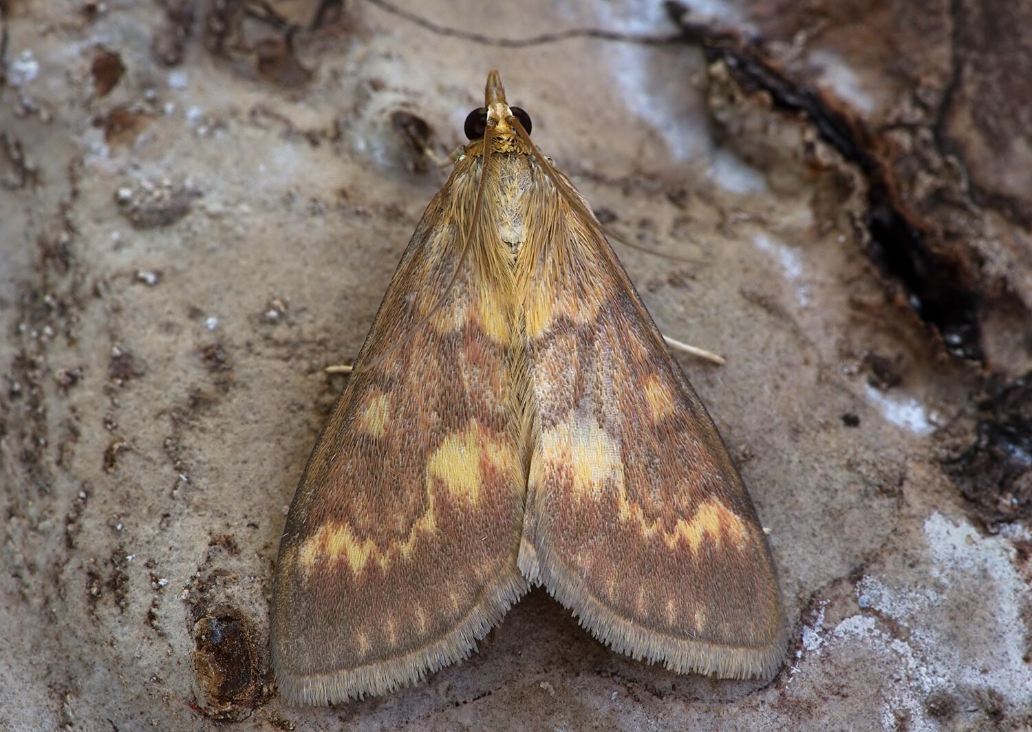 Ostrinia nubilalis