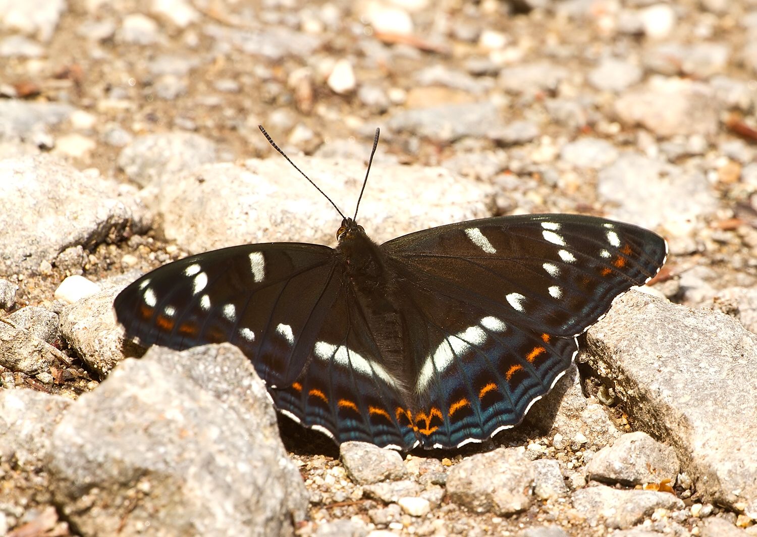 Limenitis populi