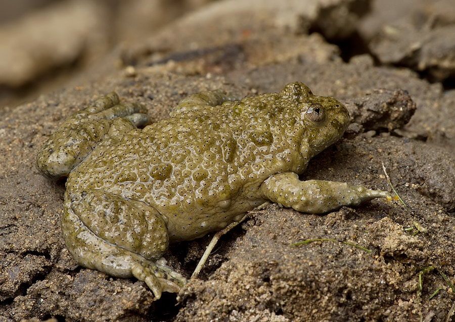 Bombina variegata
