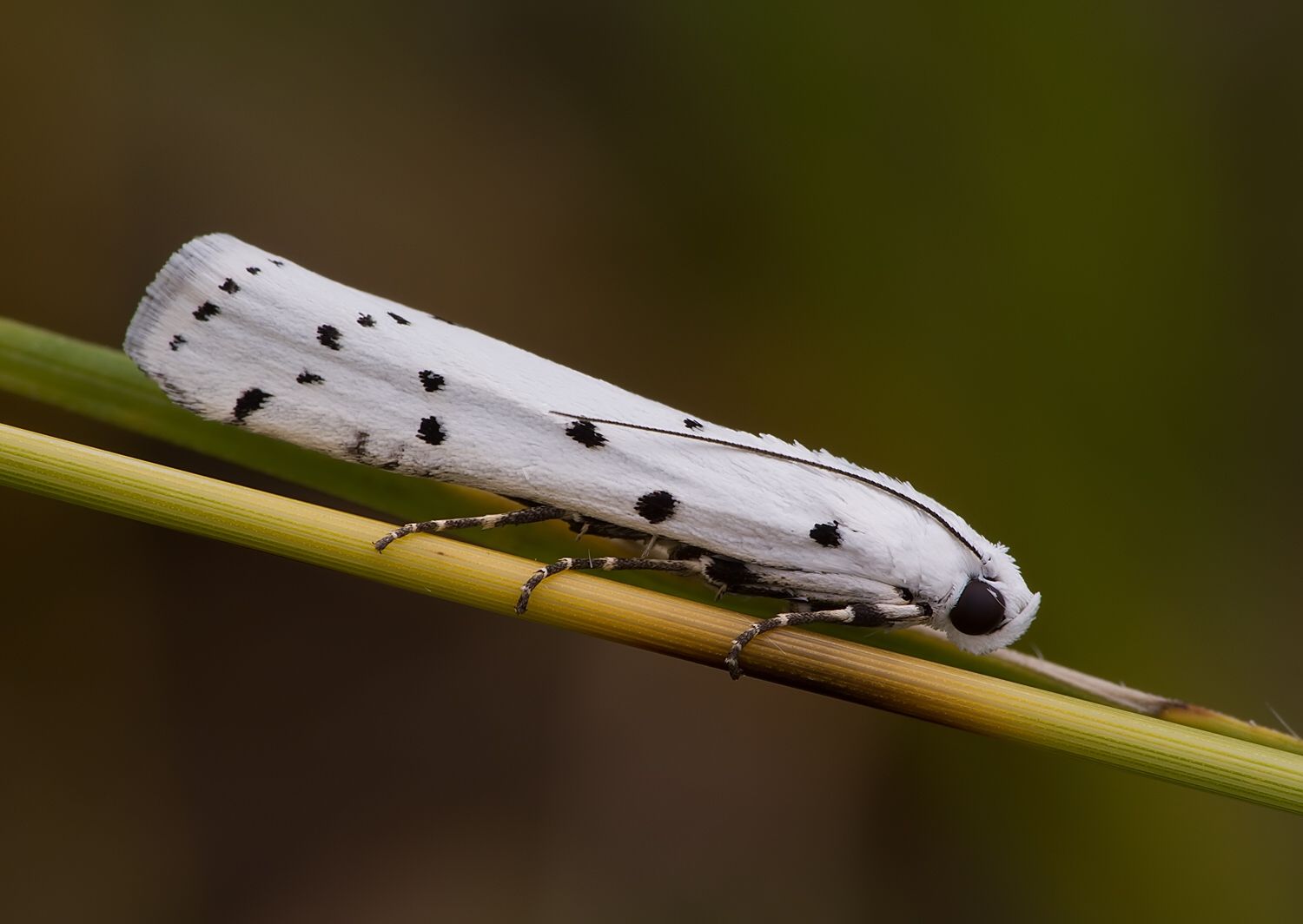 Myelois circumvoluta