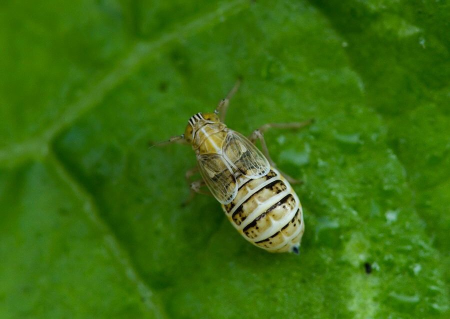 Dicranotropis hamata cf.