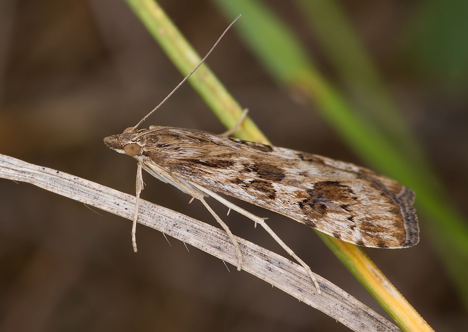 Nomophila noctuella