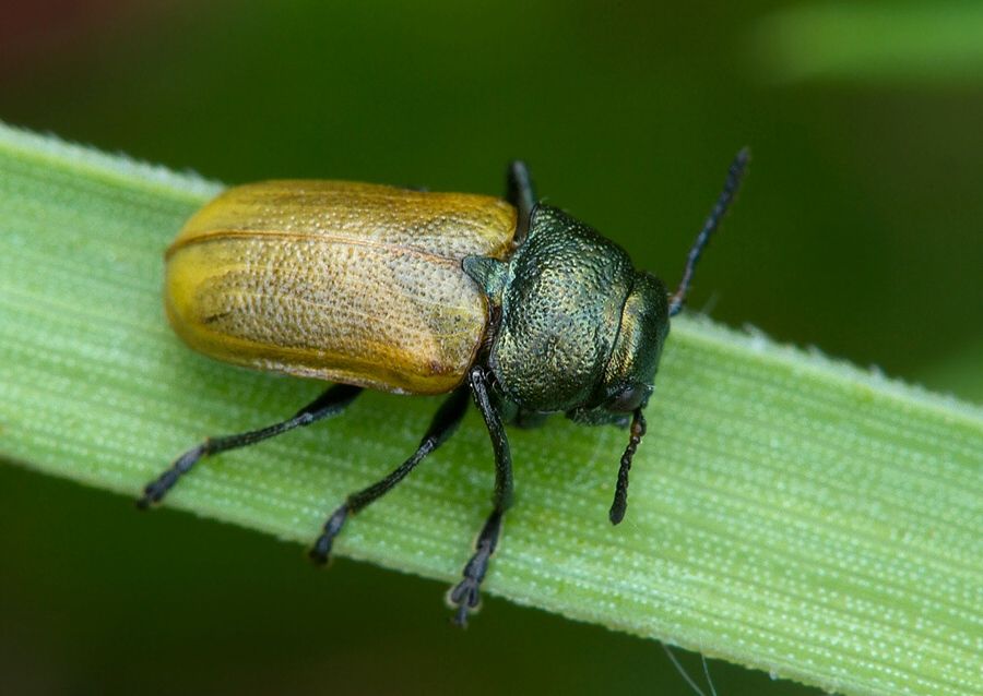 Labidostomis humeralis