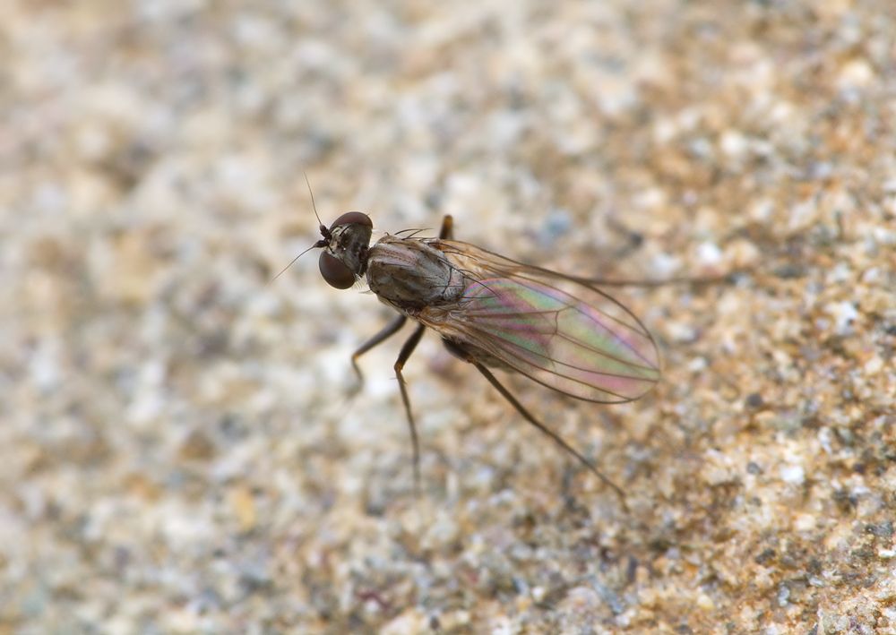 Medetera petrophiloides