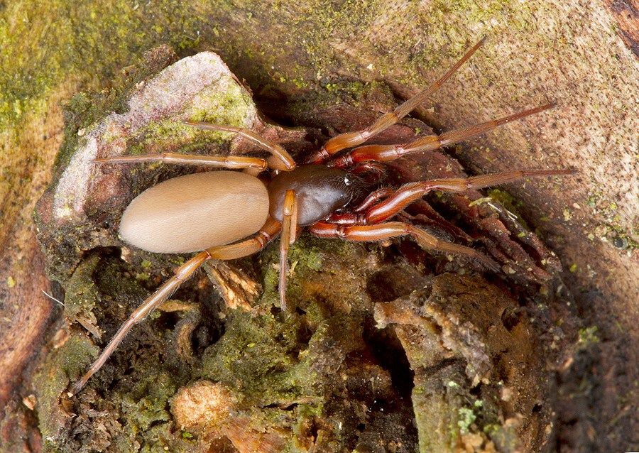 Harpactea rubicunda