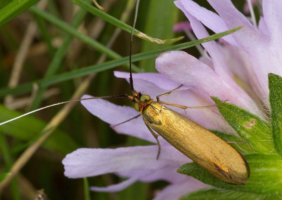 Nemophora metallica
