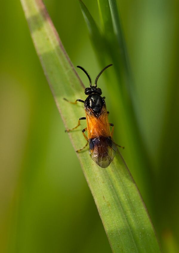 Arge cyanocrocea