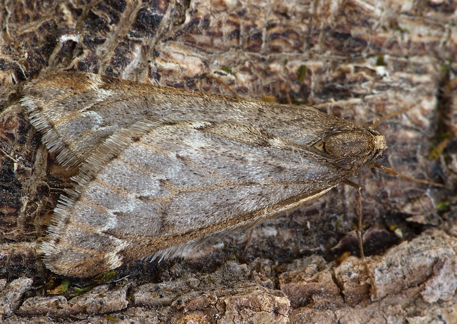 Alsophila aescularia