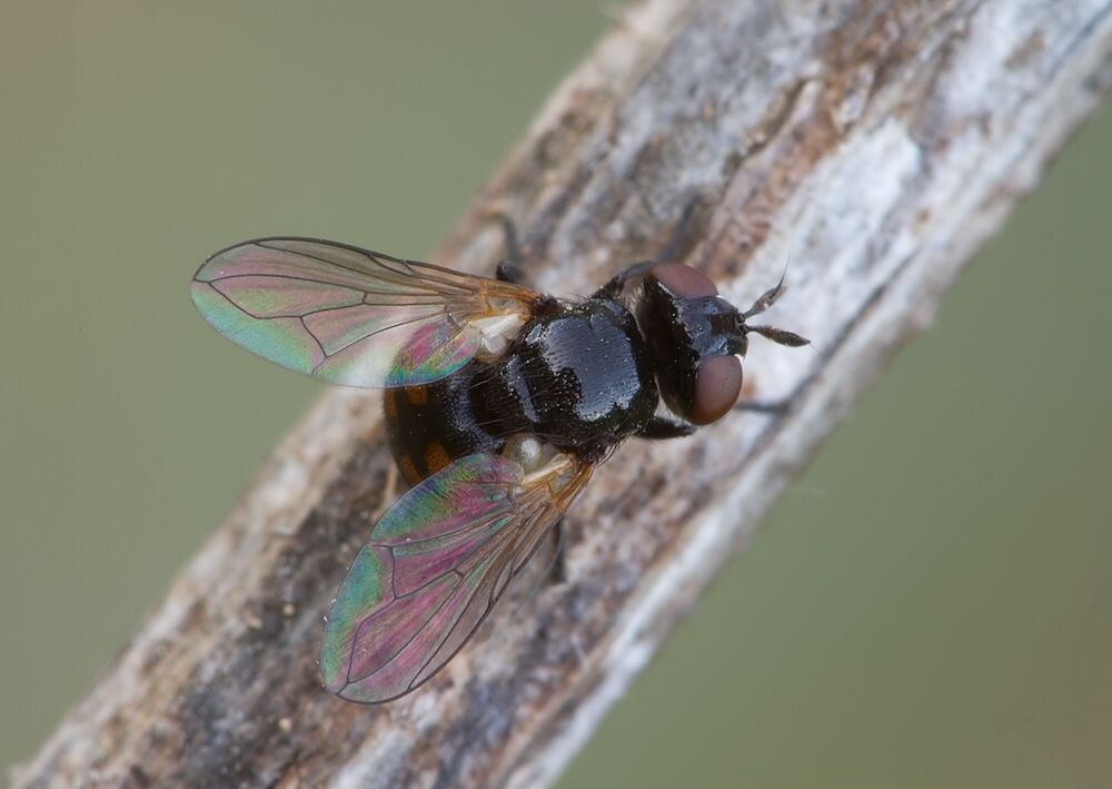 Gymnosoma nitens