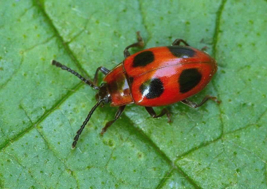 Endomychus coccineus