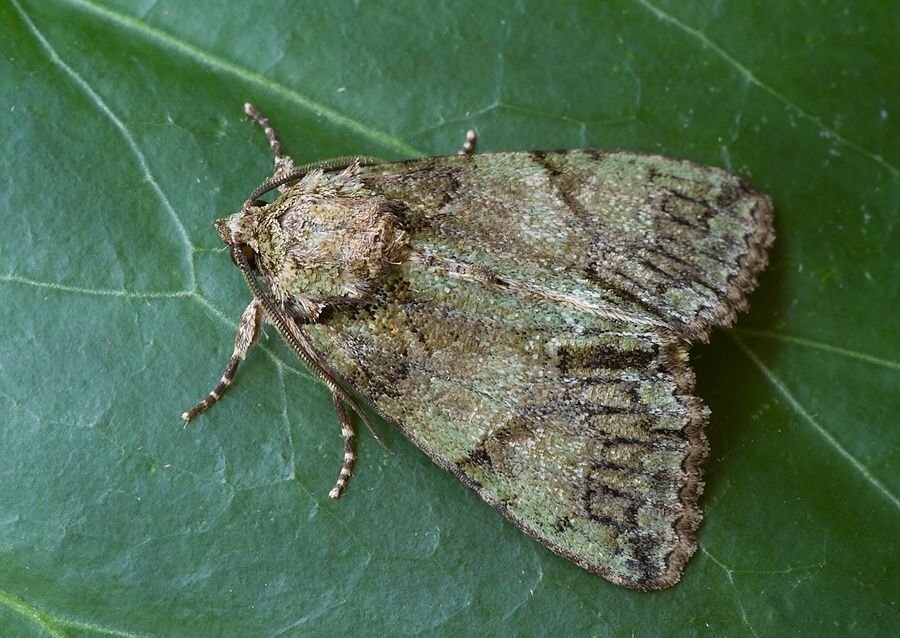 Polyphaenis sericata