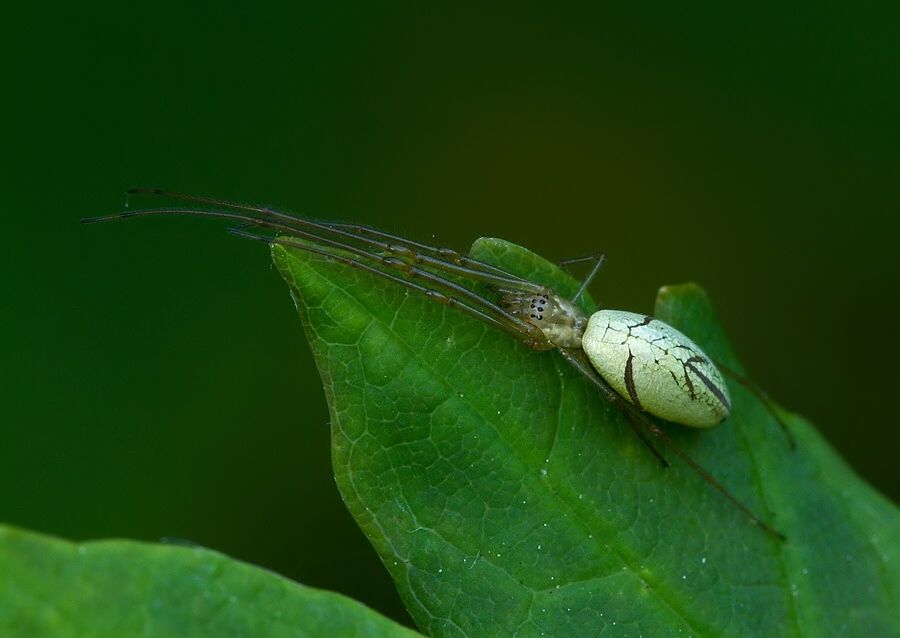 Tetragnatha pinicola