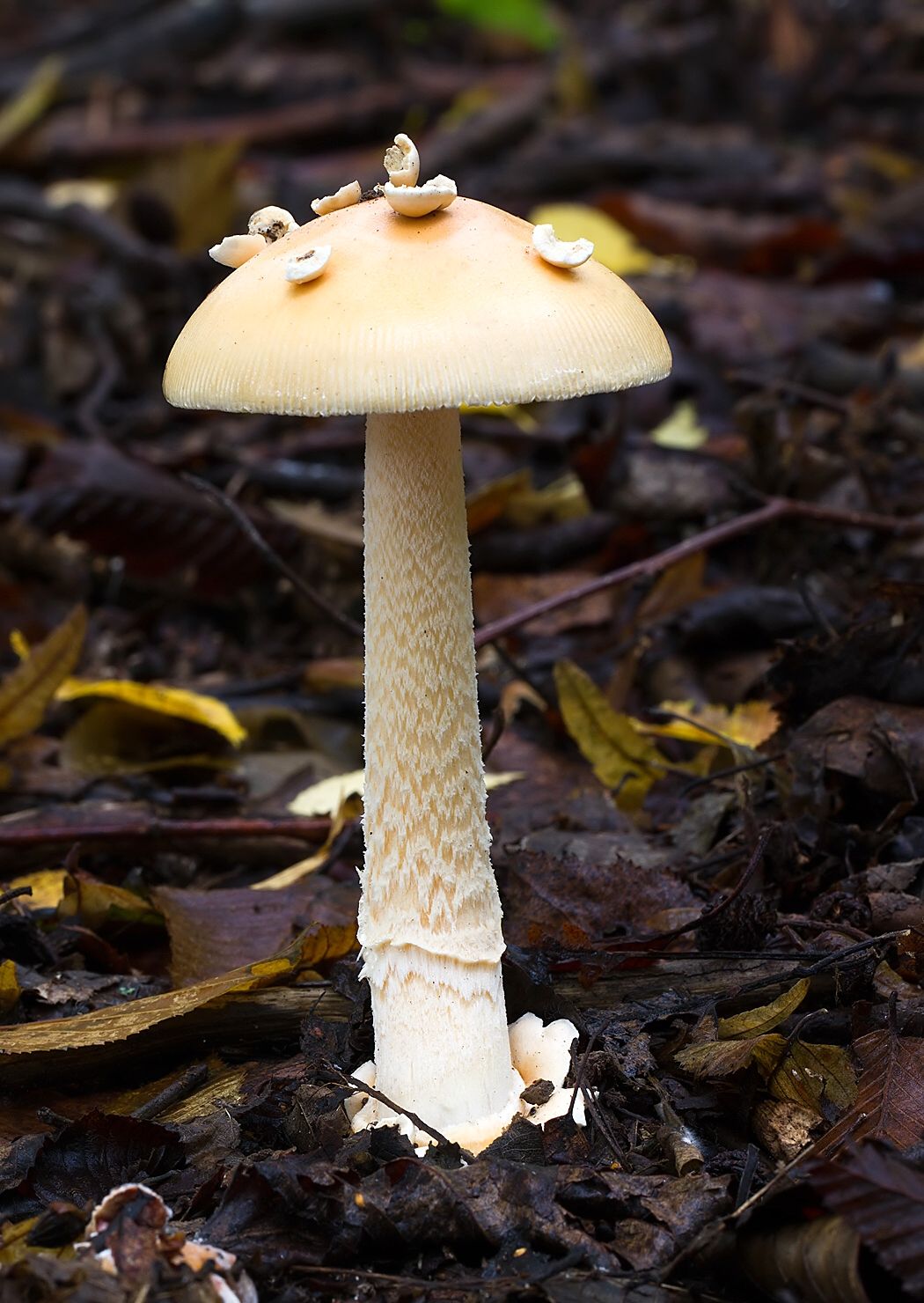 Amanita submembranacea