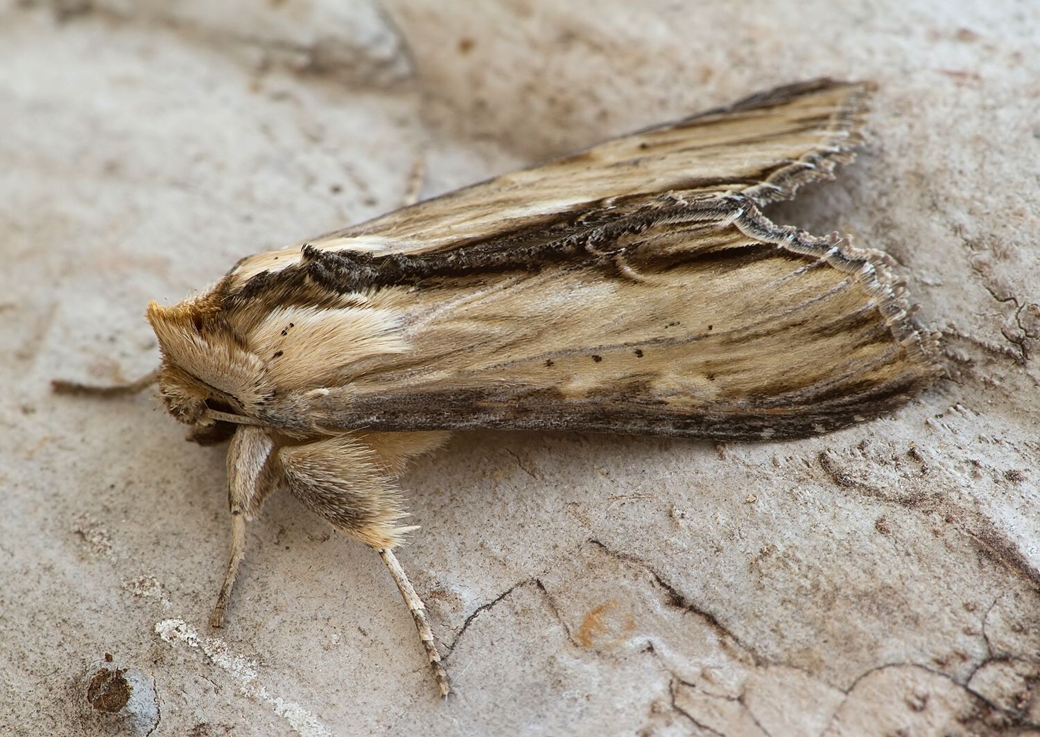 Shargacucullia verbasci