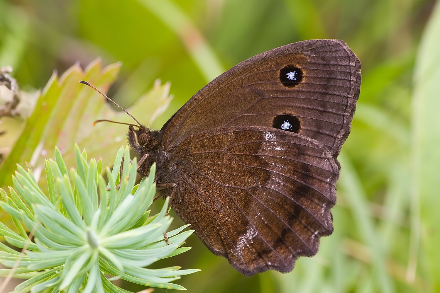 Minois dryas