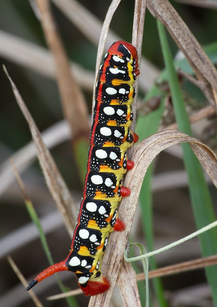 Hyles euphorbiae