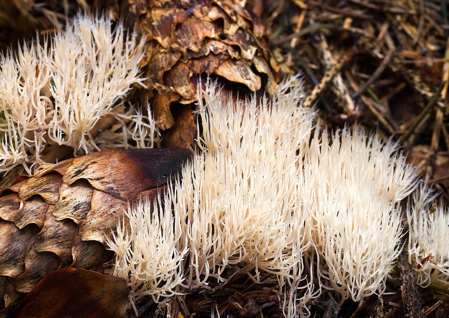 Pterula multifida