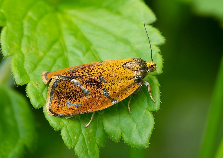 Ptycholoma lecheana