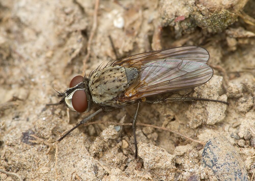 Leucophora personata