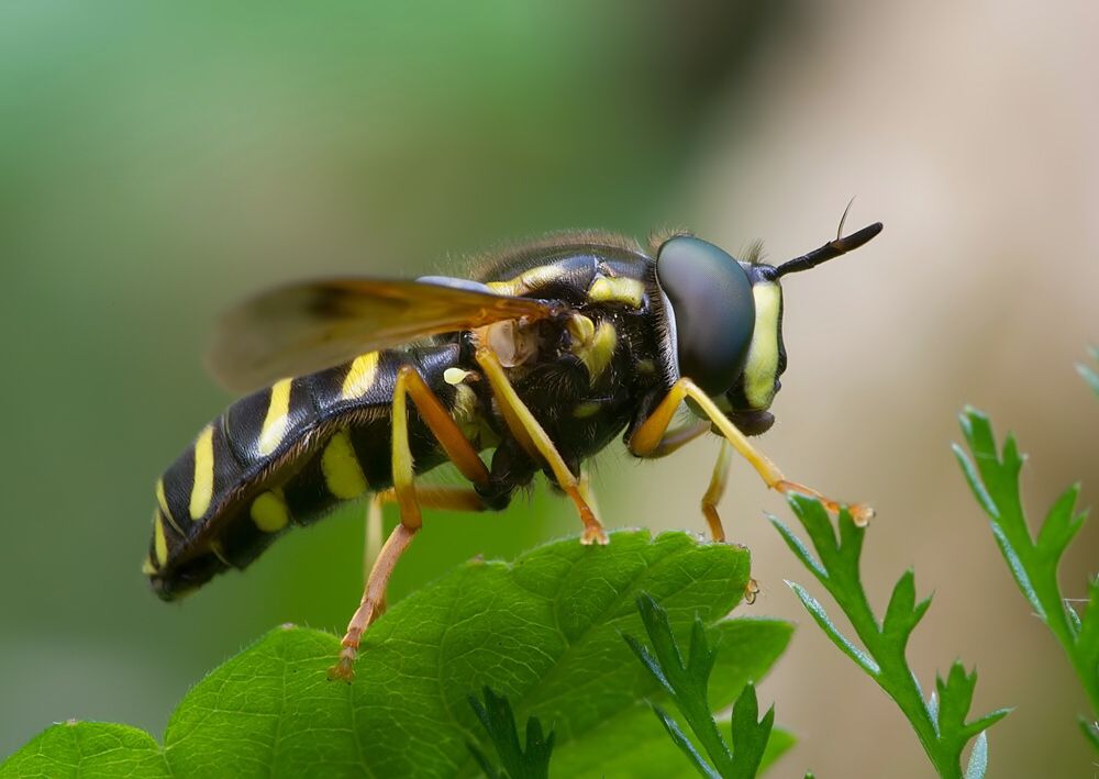 Chrysotoxum festivum