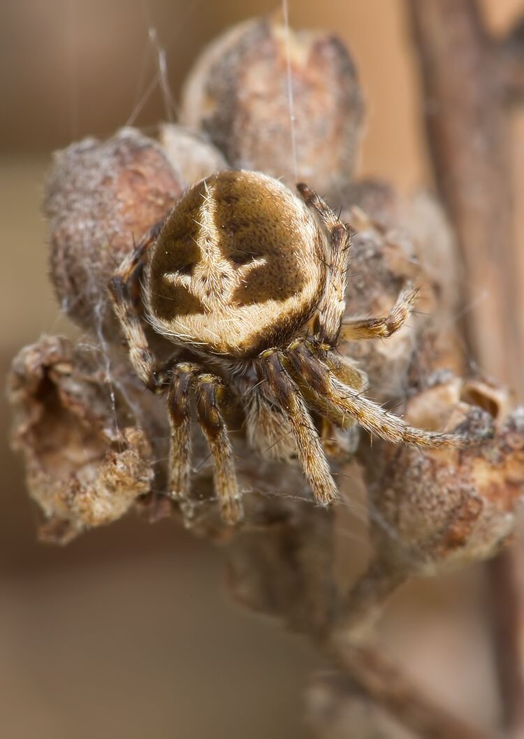 Agalenatea redii