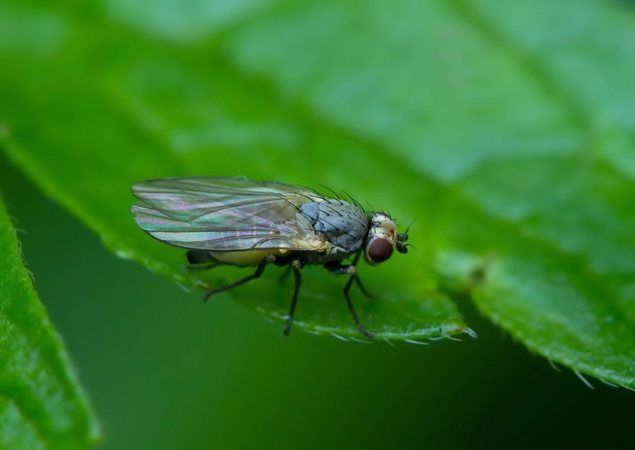 Phytomyza palpata cf.