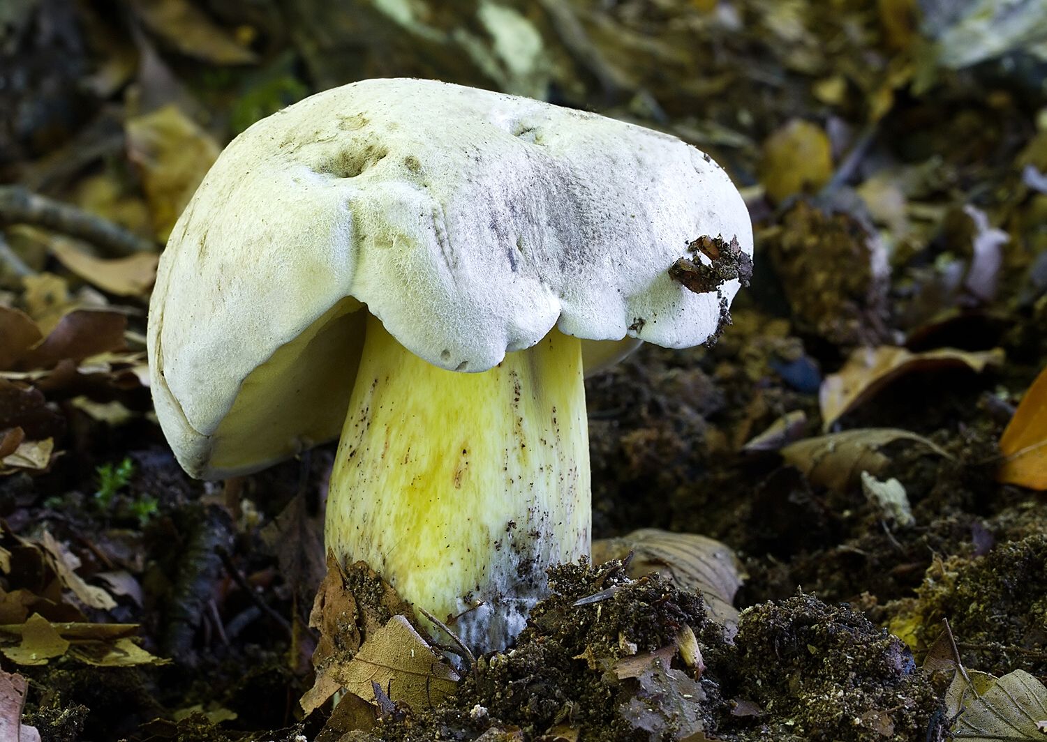Boletus radicans