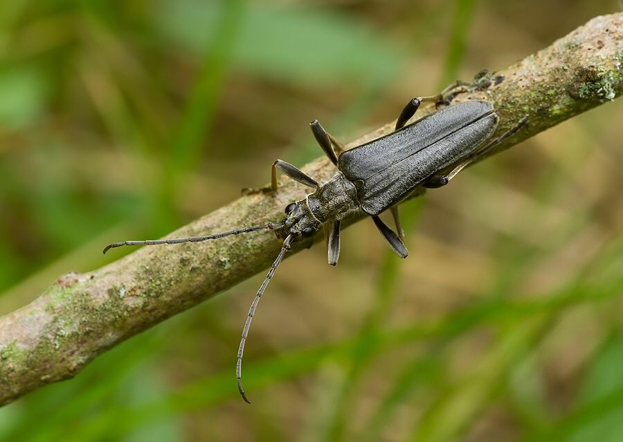 Stenocorus meridianus