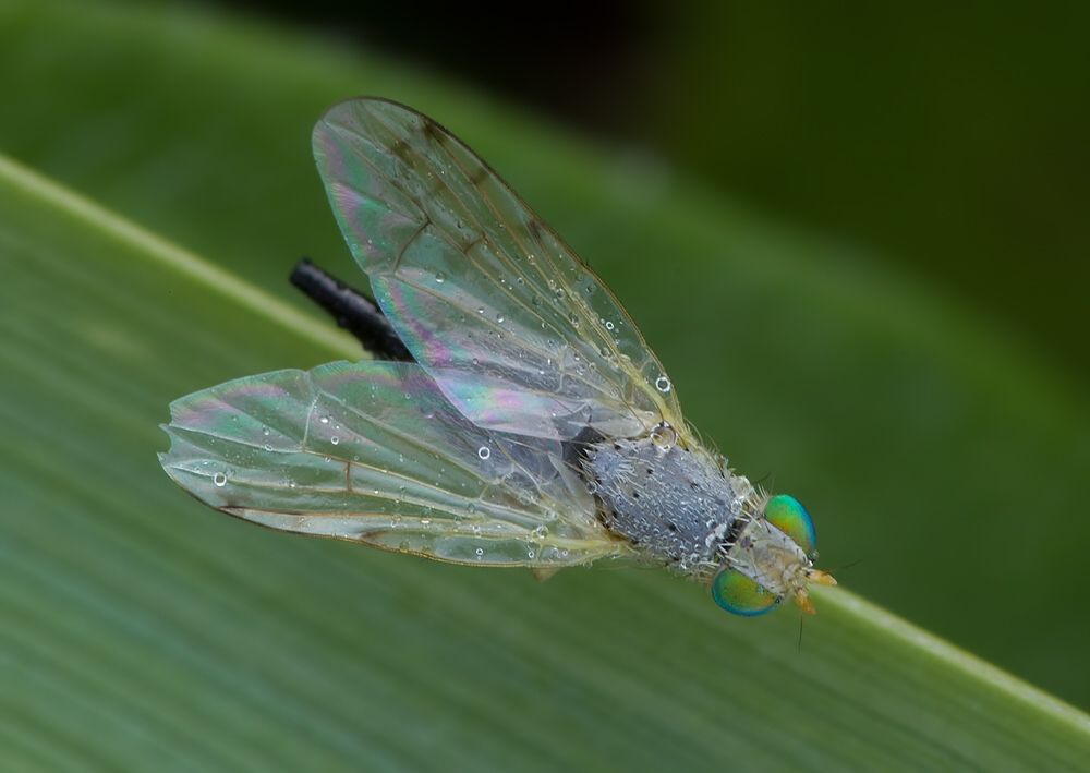 Ensina sonchi