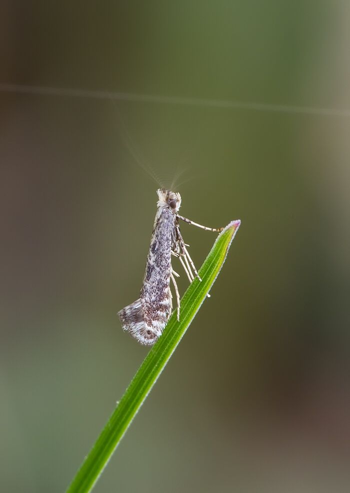 Parornix anglicella (psotka hlohová)