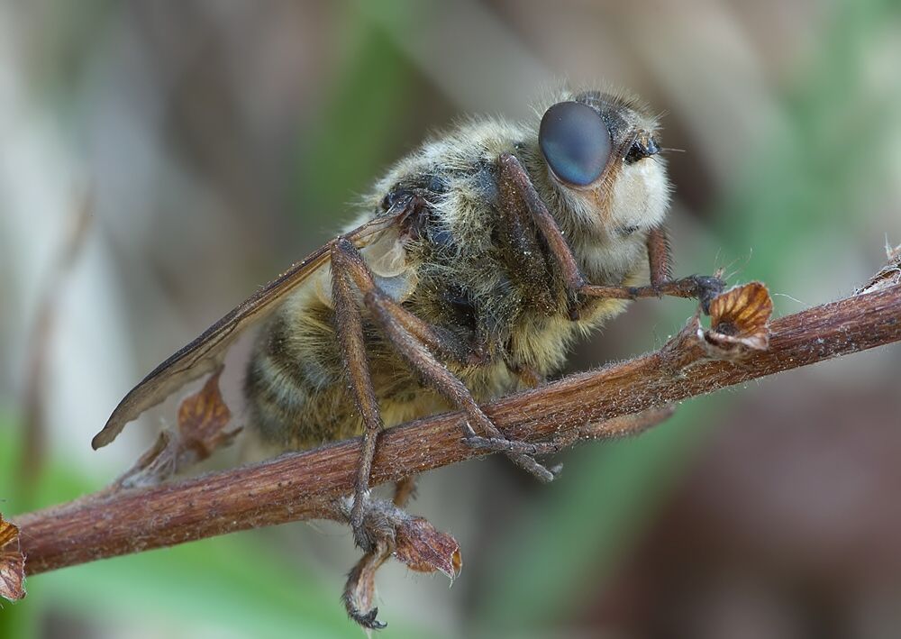 Hypoderma diana