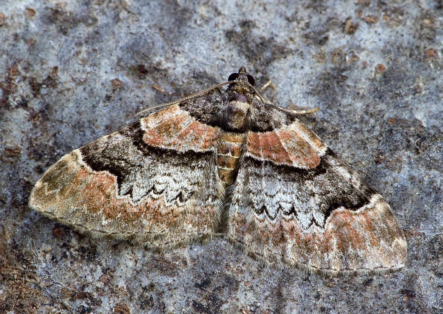Catarhoe rubidata