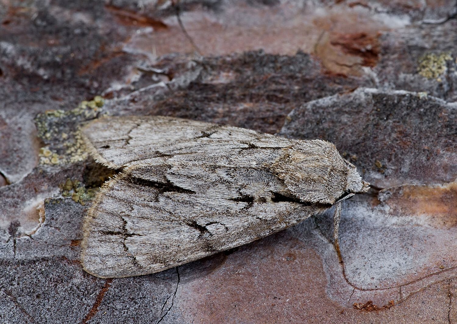 Acronicta psi