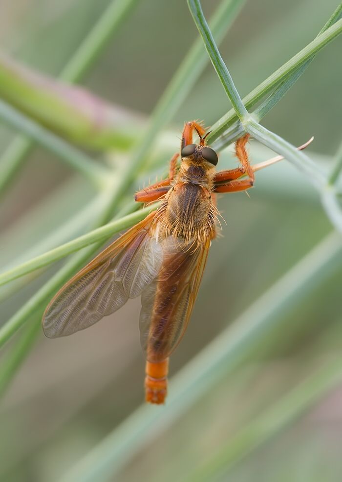 Stenopogon sabaudus cf.