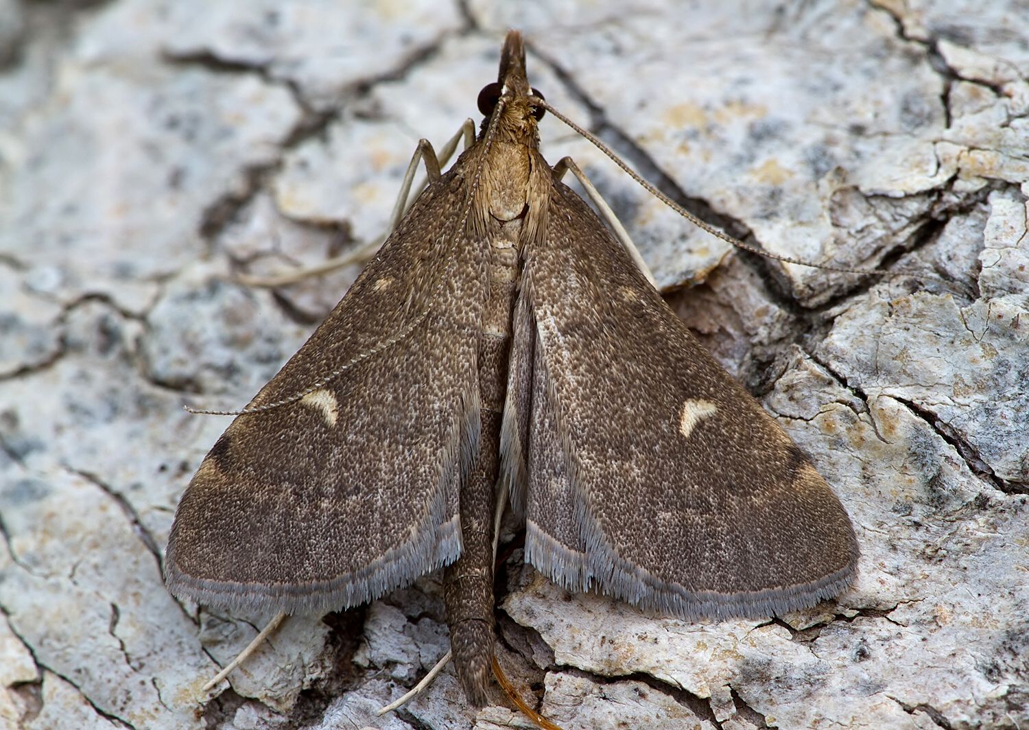 Dolicharthria punctalis