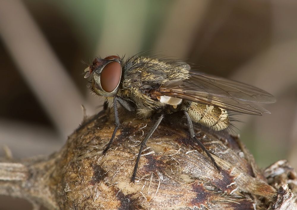 Pollenia griseotomentosa