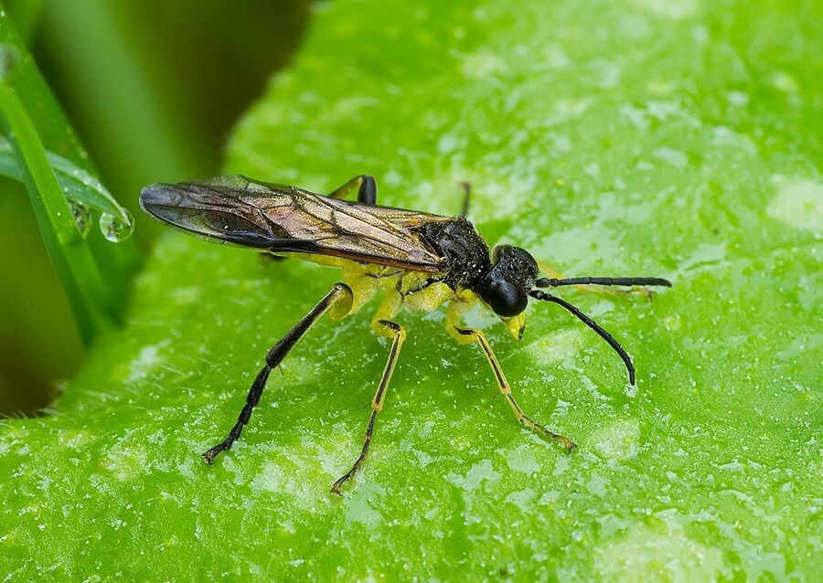 Tenthredo temula