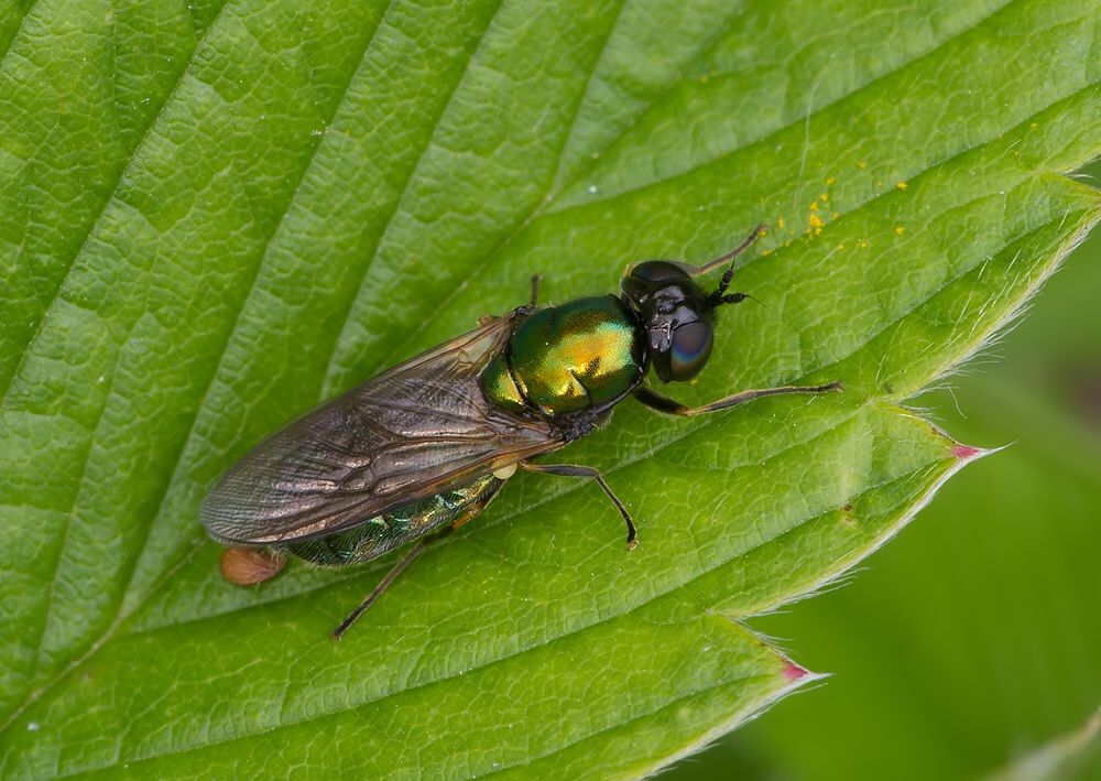 Chloromyia formosa