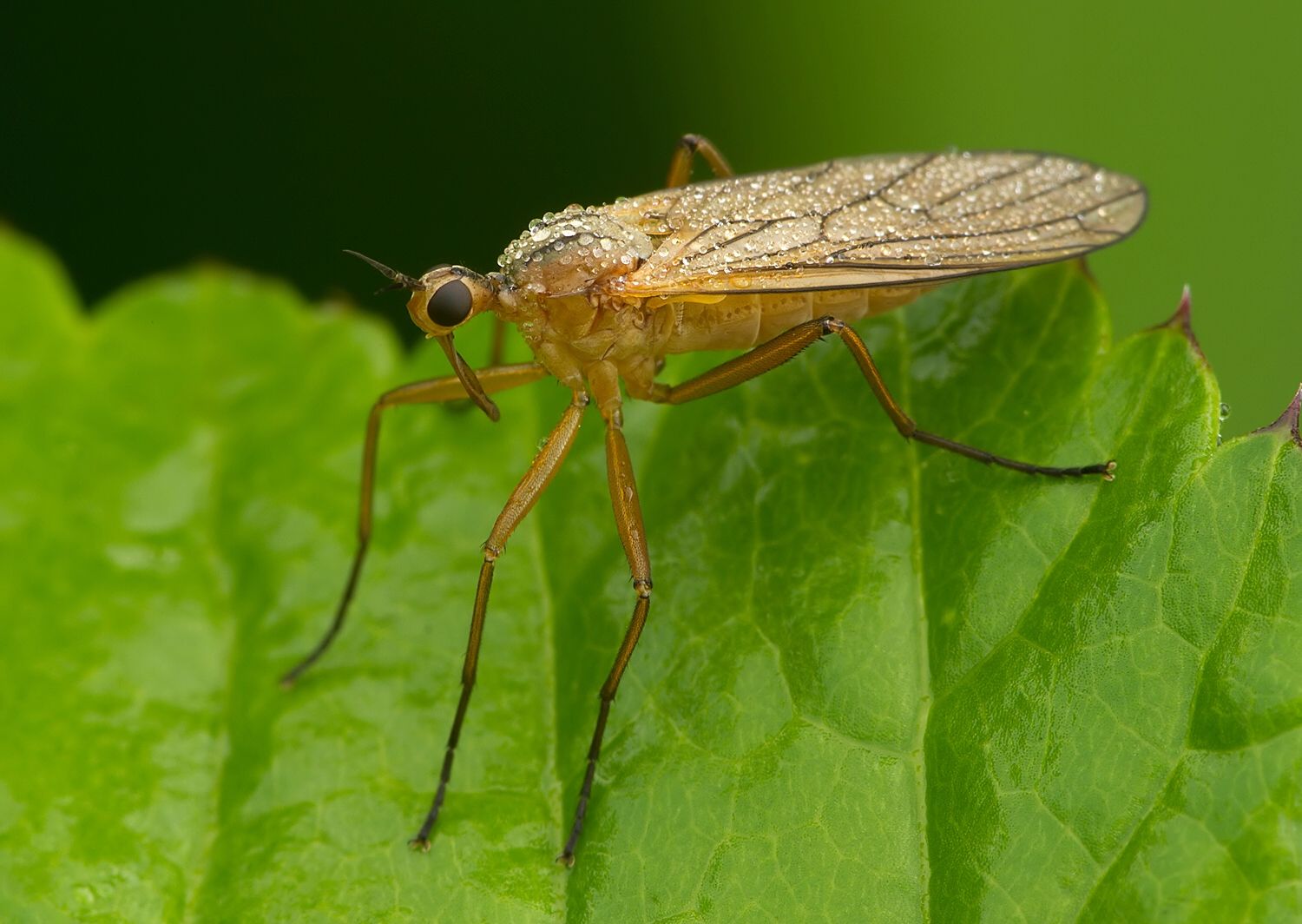 Empis digramma