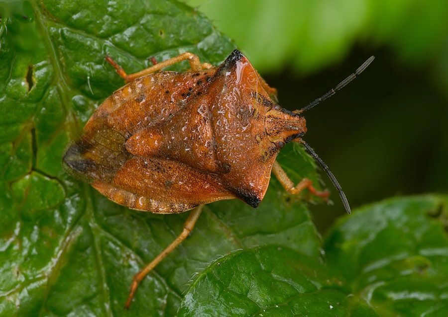 Carpocoris fuscispinus