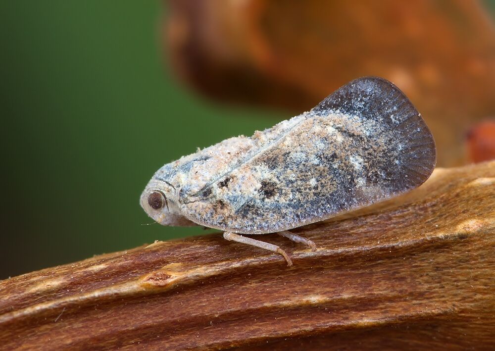 Metcalfa pruinosa