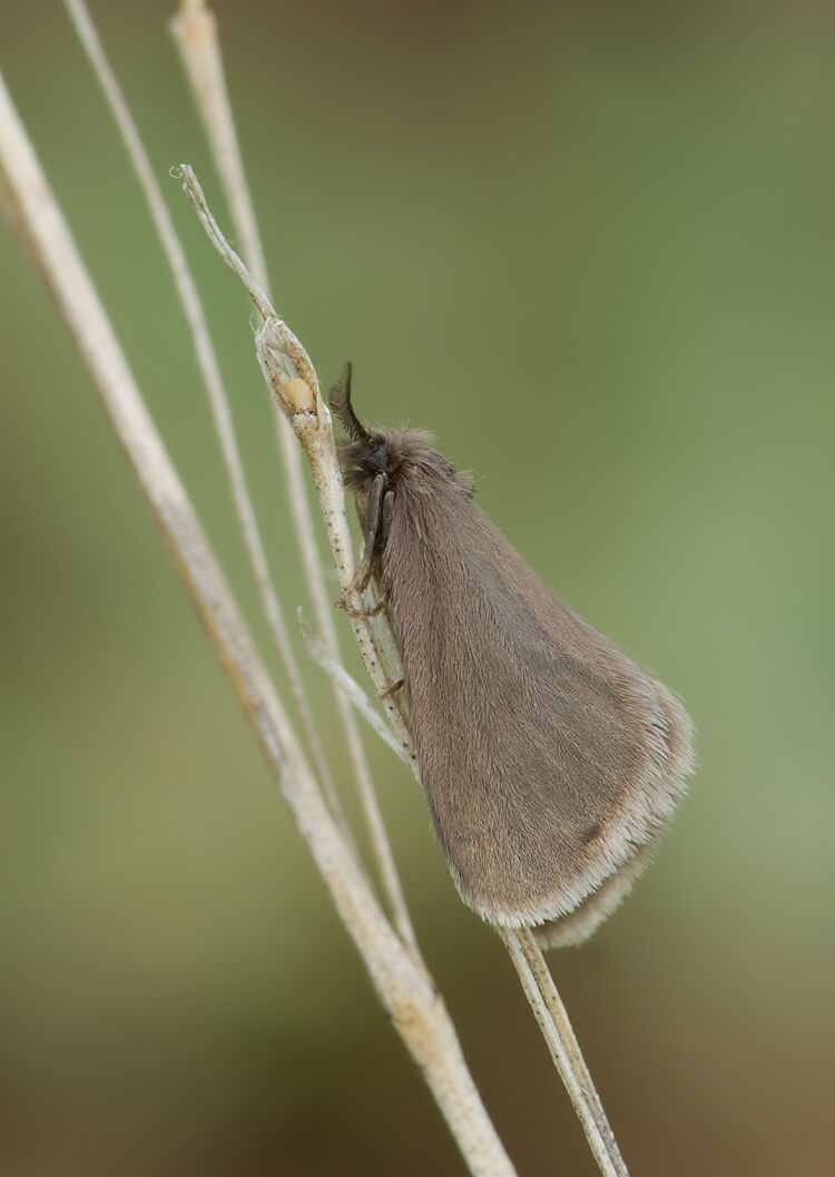 Bijugis pectinella