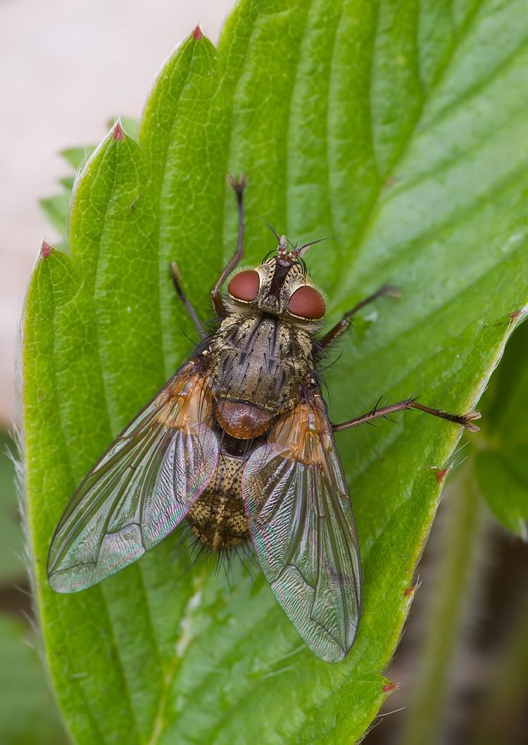 Carcelia dubia