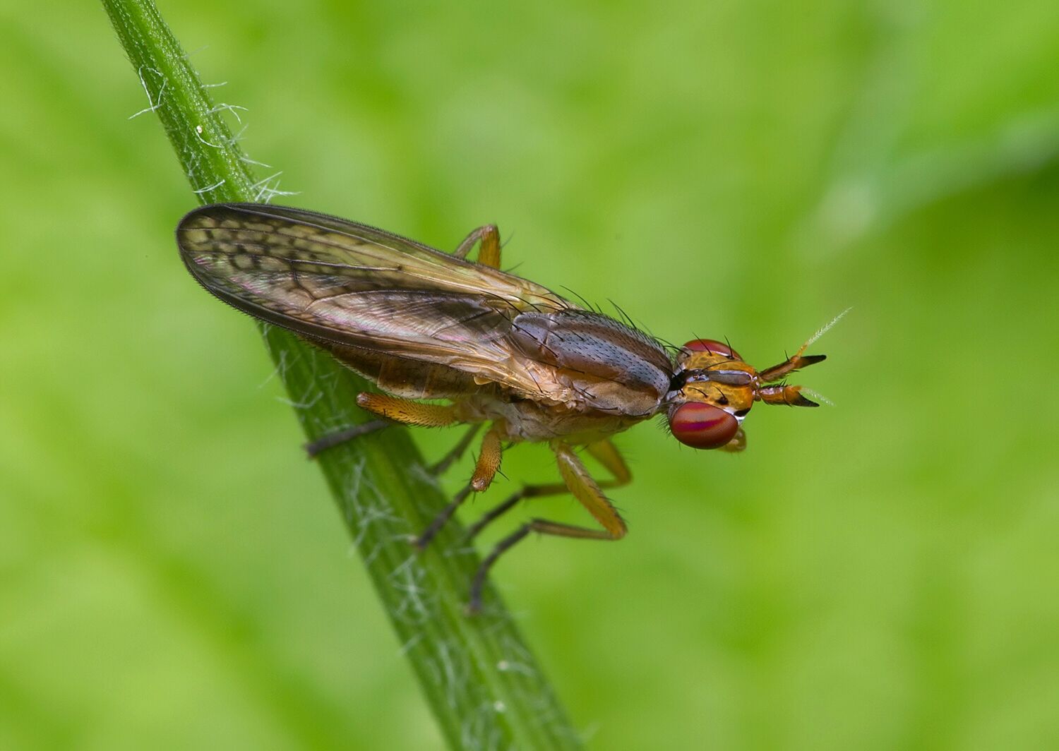 Limnia unguicornis